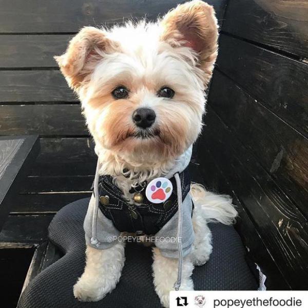 Puptivist Pin